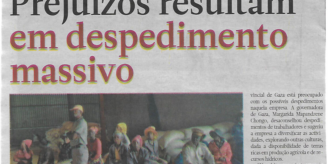 Produção de alfafa em Massingir: Prejuízoa resultam em despedimento massivo – 16 de Marco de 2025