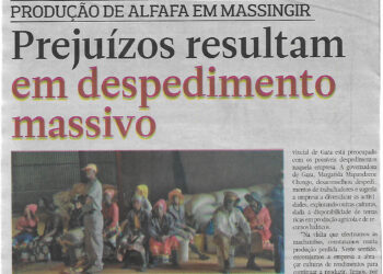 Produção de alfafa em Massingir: Prejuízoa resultam em despedimento massivo – 16 de Marco de 2025